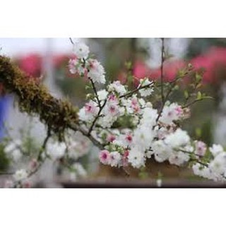 BẦU CÂY GIỐNG HOA NHẤT CHI MAI (HOA MAI TRẮNG)