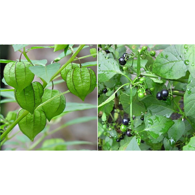 Hạt giống rau tầm bóp gói 0.2 gram xuất xứ Việt Nam