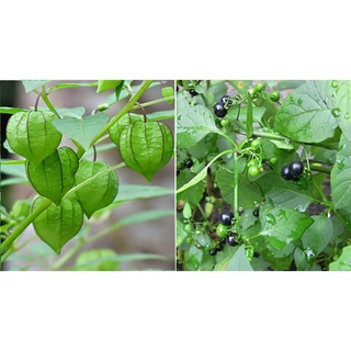 Hạt giống rau tầm bóp gói 0.2 gram xuất xứ Việt Nam