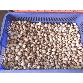 COMBO 60 Trứng Cút (GIAO QUẬN TÂN PHÚ - NHẬN LIỀN TRONG NGÀY)