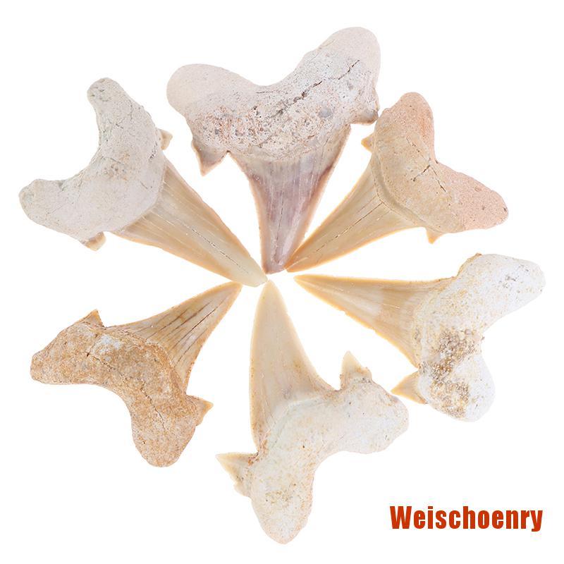 Răng Cá Mập Giảng Dạy Khoa Học Megalodon