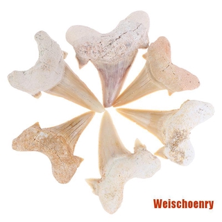 Răng Cá Mập Giảng Dạy Khoa Học Megalodon