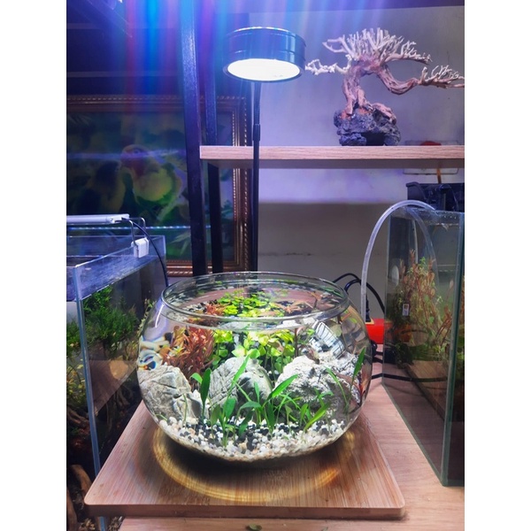 Bể cá mini thủy sinh để bàn, bình thủy tinh trồng cây thủy sinh, terrarium, thủy canh