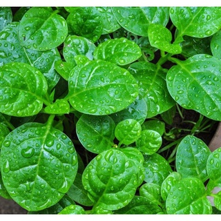 Hạt giống rau mồng tơi 10g