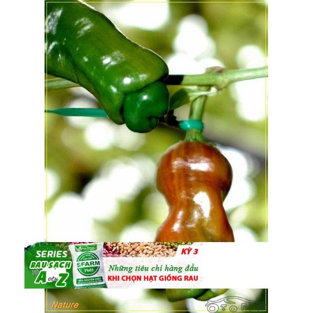 Combo 3 gói ớt ( ớt cu tí , ớt ngũ sắc , ớt chuông ĐẾN MÙA TRỒNG TẾT