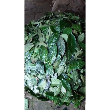 TRÀ BANCHA SAN TUYẾT GỐC CỔ THỤ HƠN TRĂM NĂM GÓI 100G