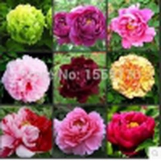 Hạt giống hoa Mẫu Đơn nhiều màu Peony seeds
