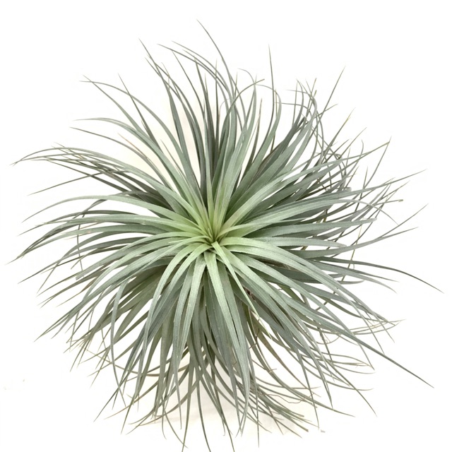 Cây không khí Tillandsia houston