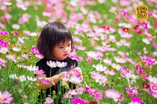 Hạt giống hoa cánh bướm
