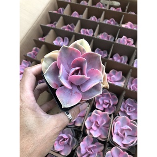 Sen đá Hồng Dâu Var 7cm
