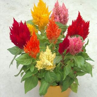 100 hạt giống mào gà lửa mix màu