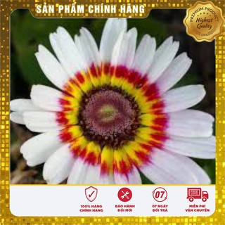 Hạt Giống Hoa Cúc Chi mix