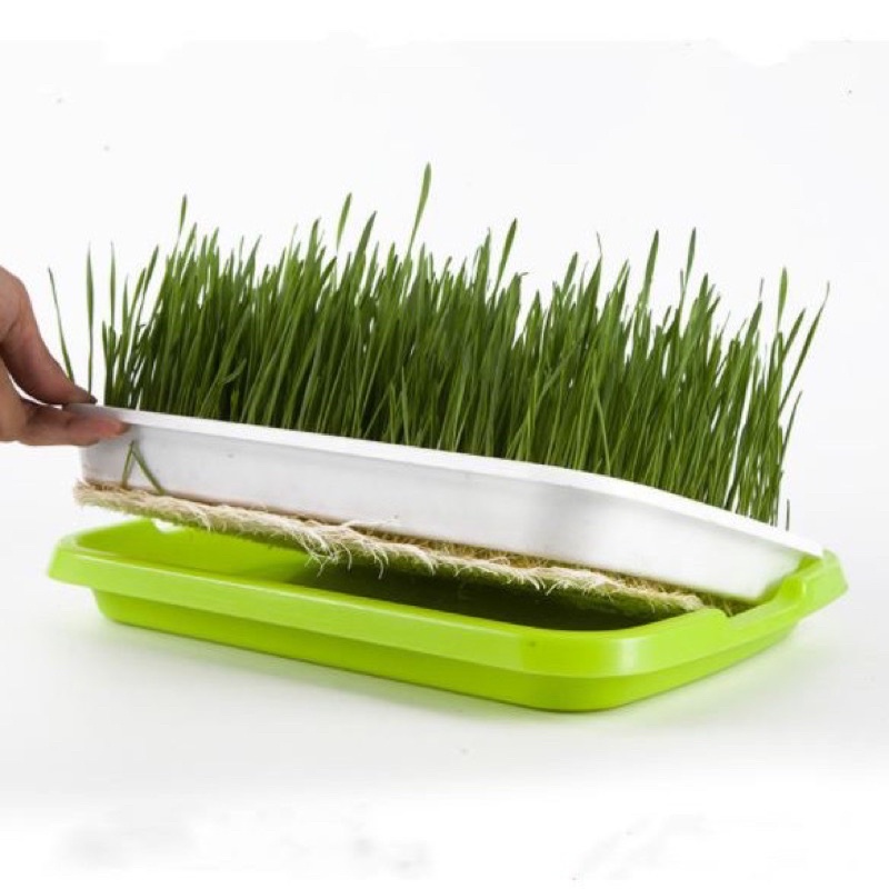 Khay trồng rau mầm thủy canh chuyên dụng loại dày 34x25x5cm