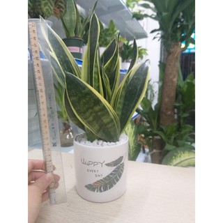 Cây Cảnh Để Bàn - Cây Lưỡi Hổ Phong Thủy