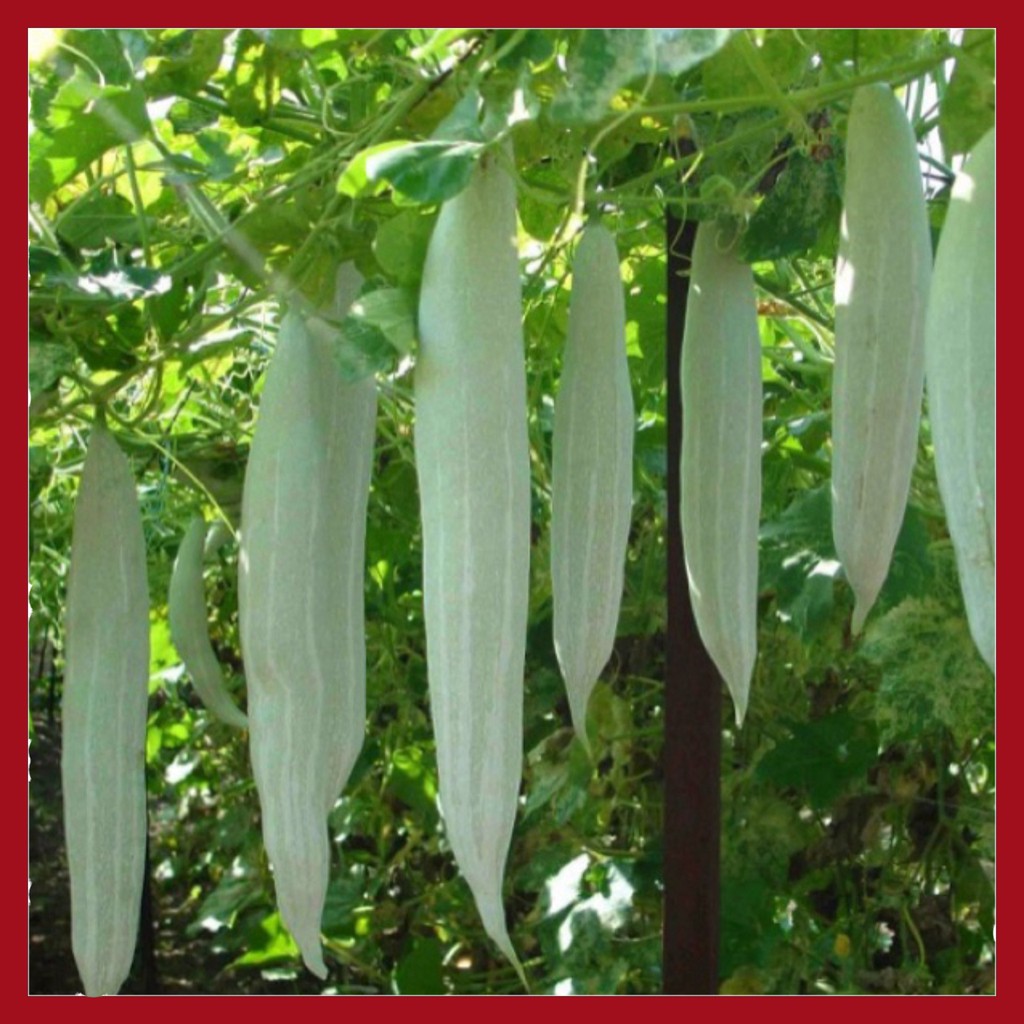 Hạt giống Khổ qua Tây