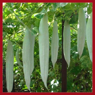 Hạt giống Khổ qua Tây