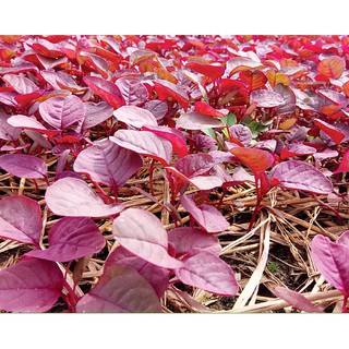 Hạt Giống Rau Dền Đỏ (20 Gr) - [MUA 3 TẶNG 1 CÙNG LOẠI] - Rất Dễ Trồng, Bổ Dưỡng