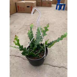 Nhật quỳnh Mexico