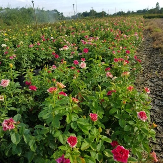 Hoa hồng Kiss Đỏ, Hoa Hồng Đẹp, hoa hồng giá rẻ của VamGarden Shop