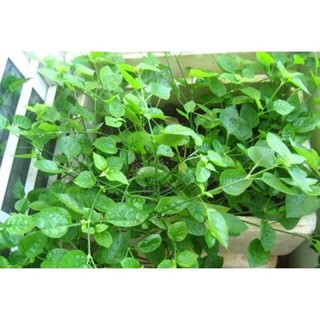 1 cây rau bồ ngót nhật bầu đất không chậu