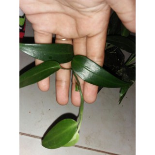 Van Mini Scindapsus Chuyên Dụng Chất Lượng Cao