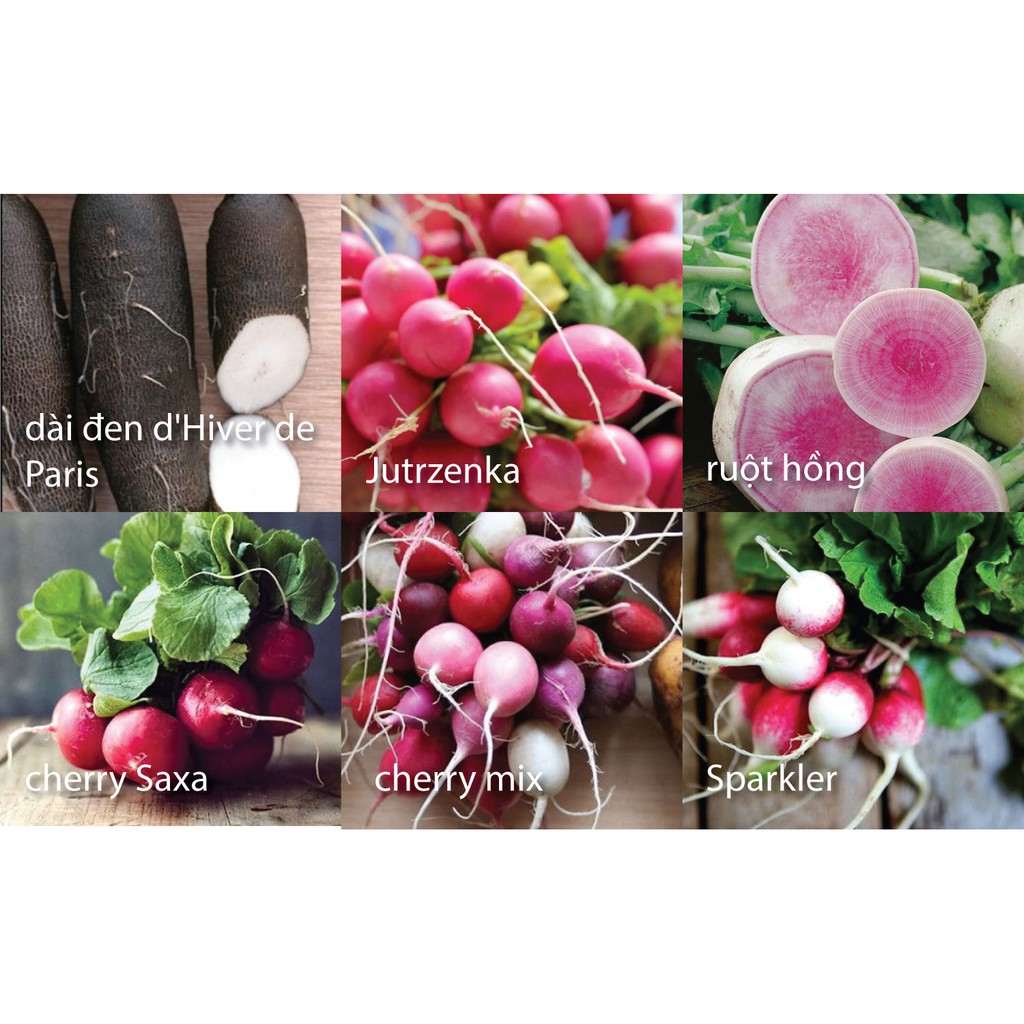 Túi hạt giống cherry nhập