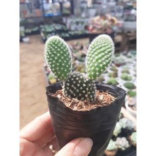XƯƠNG RỒNG TAI THỎ🌵SIZE6CM🌵 💎 |FREESHIP| 🔥 XUẤT XỨ ĐÀ LẠT, ĐÃ THUẦN KHÍ HẬU, SIÊU KHOẺ ĐẸP 🔥LỖI 1 ĐỔI 1