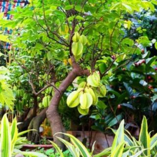 Cây khế ngọt cây đẹp