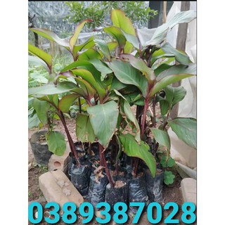 cây dong riềng đỏ như hình