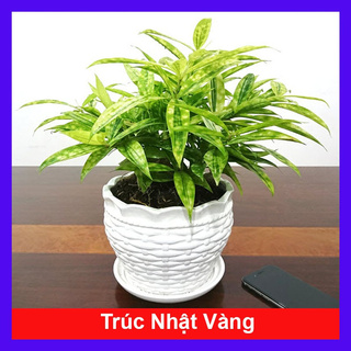 caykiengsadec - Cây trúc nhật vàng - Cây cảnh để bàn