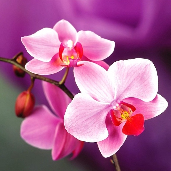 Phân Hữu Cơ Chuyên Dùng Cho Hoa Lan, dưỡng cây tăng trưởng và phát triển