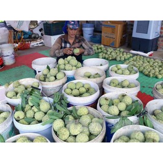 NA thái tứ quí