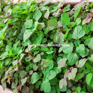 HẠT GIỐNG RAU DỀN CƠM