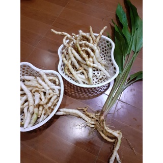 củ ngải trắng, 500gam