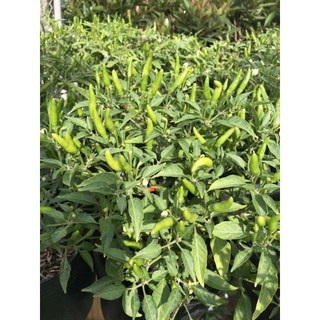 Chậu ớt hiểm ( siêu cay)