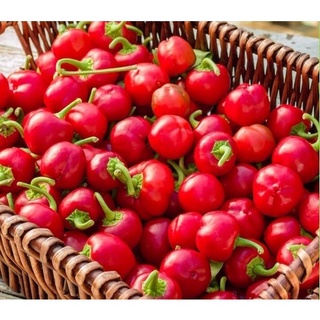 Hạt ớt chuông Cherry ~ trang trí & ăn được 10h