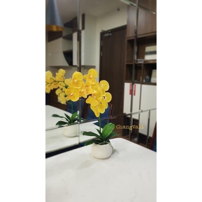 Hoa giả - Chậu lan cao su siêu đẹp
