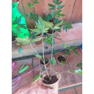 hạt giống sâm đương quy