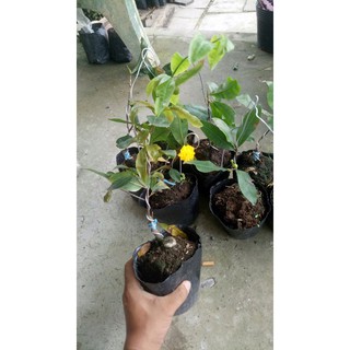 Mai cúc cây ghép (gửi cây như hình)