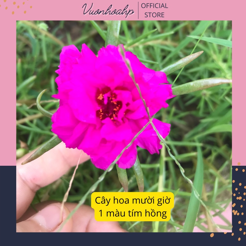 Cây hoa mười giờ sam  cao 20cm màu hồng tím