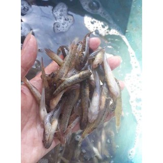 Cá Bống Cơm Sông Đà 300G