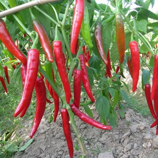 [GIÁ GỐC] Hạt Giống Ớt chỉ Địa Thái Lan - 20 hạt