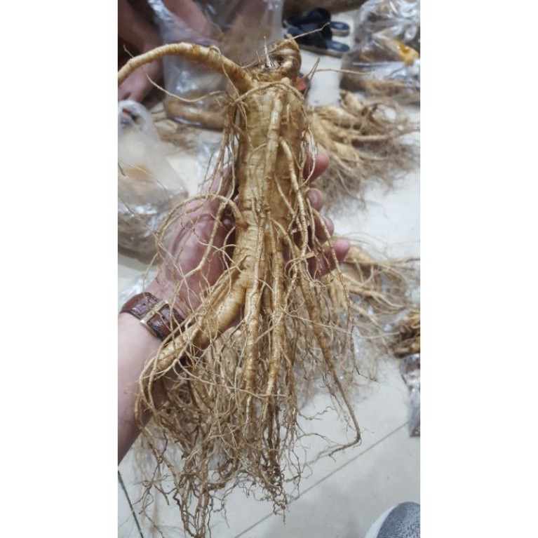Sâm Tươi Hàn Quốc 5 Củ 1 Kg Thân Dài Loại 1