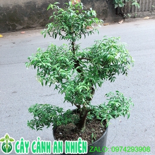 Mai Chiếu Thuỷ Size Đại