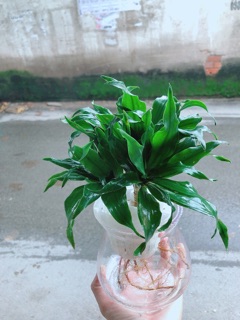 Chậu Cây Phát Tài Thuỷ Sinh
