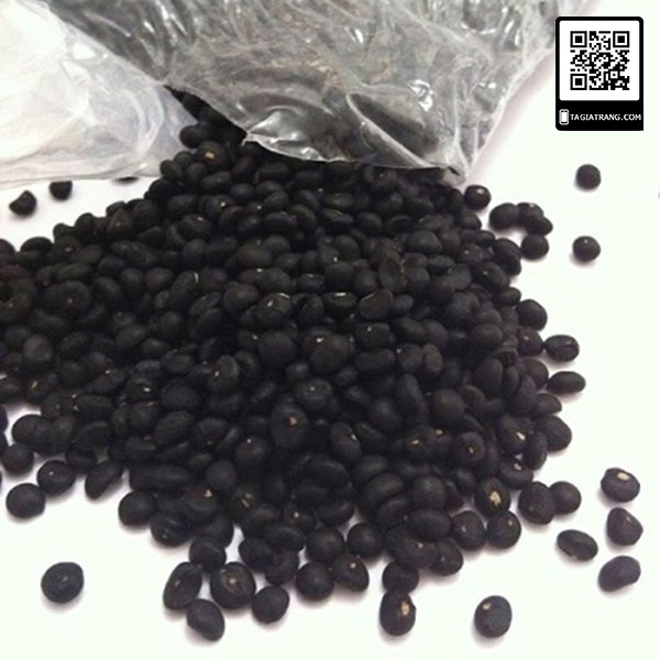 [Bán sỉ] - Hạt giống măng tây xanh