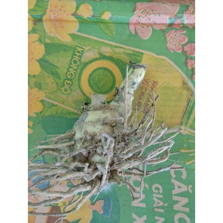 1 củ Hạc Đỉnh Nâu (thơm)