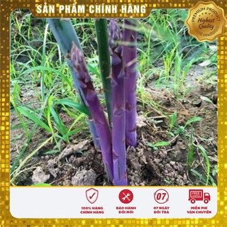 Hạt Giống Măng Tây Tím 10 hạt