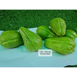 Quả SU SU -1kg ( 3 trái)
