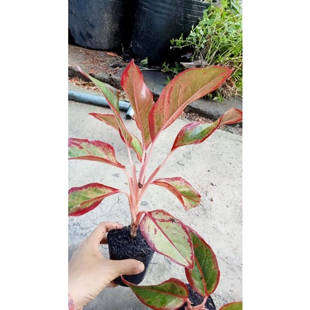 Cây Phú Quý 14k /bầu